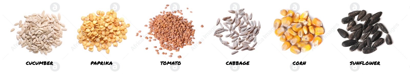 Image of Set of vegetable seeds and its names on white background, top view. Cucumber, paprika, tomato, cabbage, corn and sunflower