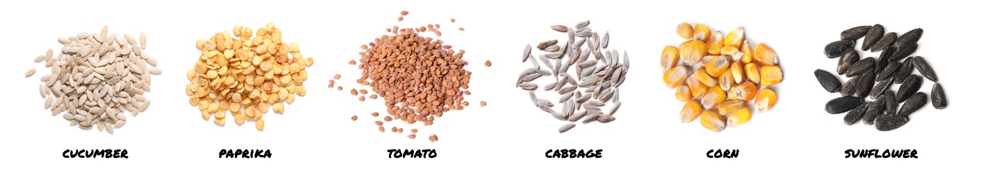 Set of vegetable seeds and its names on white background, top view. Cucumber, paprika, tomato, cabbage, corn and sunflower