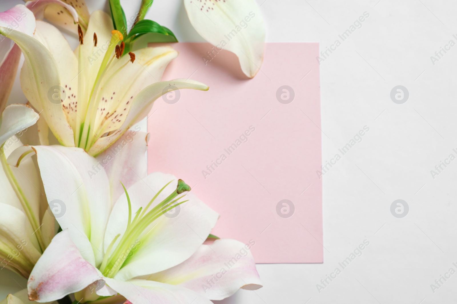 Photo of Composition with beautiful blooming lily flowers and card on white background