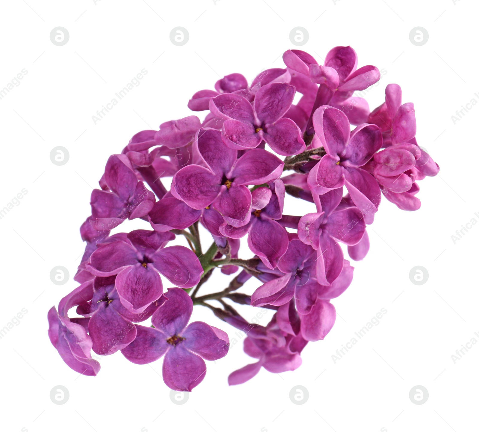 Photo of Beautiful fragrant lilac flowers on white background