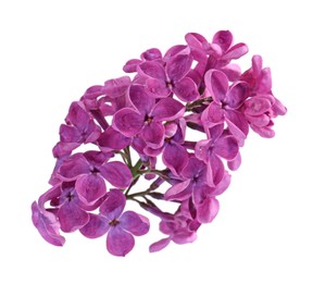 Photo of Beautiful fragrant lilac flowers on white background