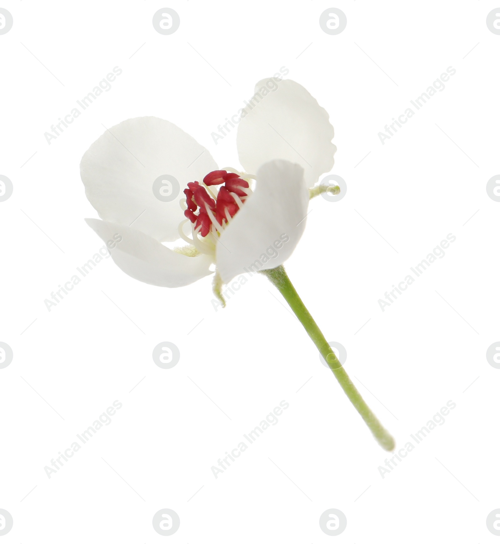 Photo of Beautiful flower of blossoming pear tree on white background