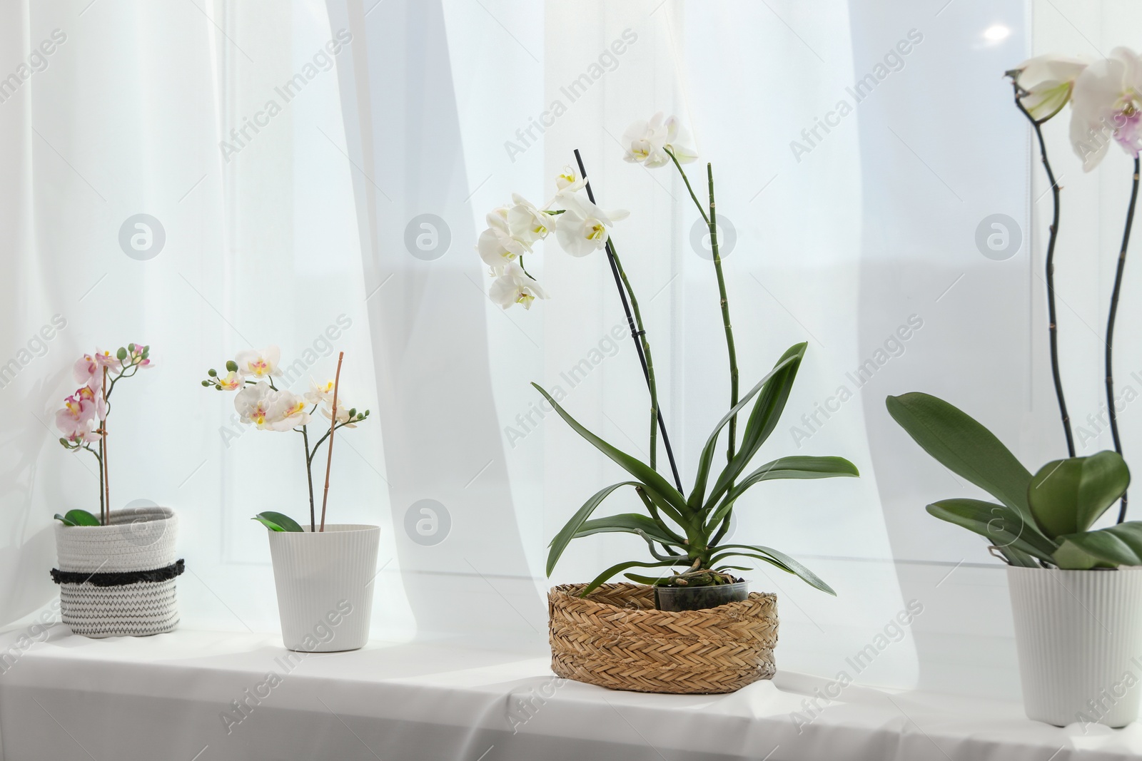 Photo of Blooming orchid flowers in pots on windowsill