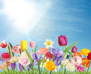 Image of Many beautiful spring flowers outdoors on sunny day