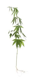 Photo of Lush green hemp plant isolated on white