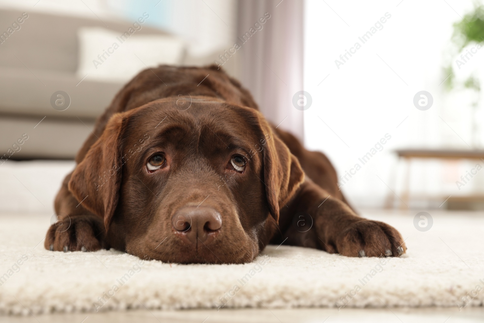 Photo of Chocolate labrador retriever lying on floor indoors