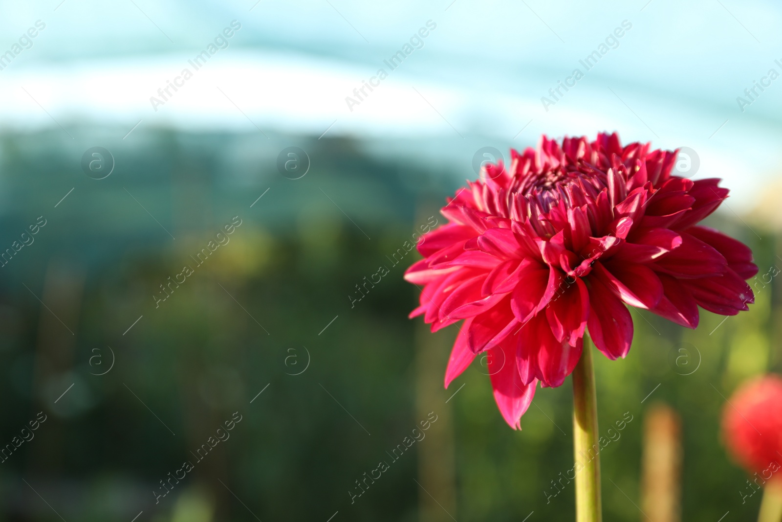 Photo of Beautiful blooming pink dahlia flower outdoors on sunny day