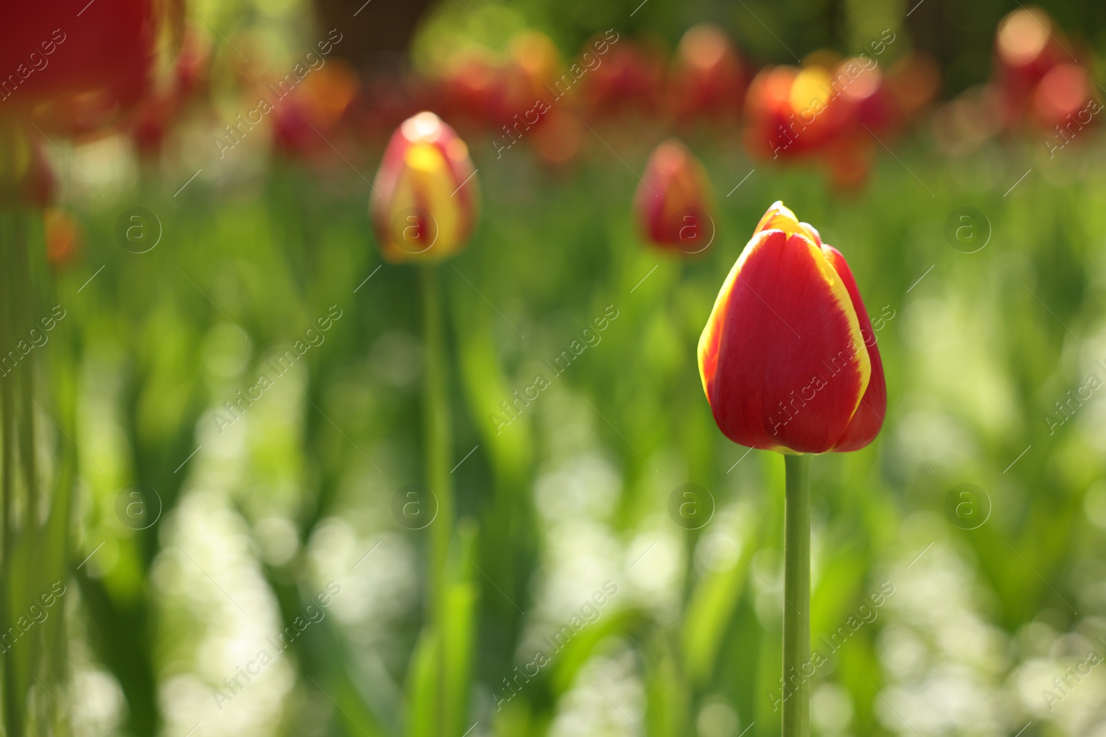 Photo of Beautiful bright tulips growing outdoors on sunny day, closeup. Space for text