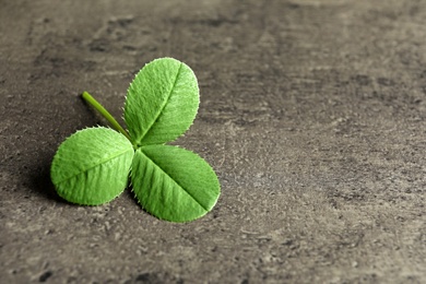 Photo of Green clover leaf on gray background with space for text