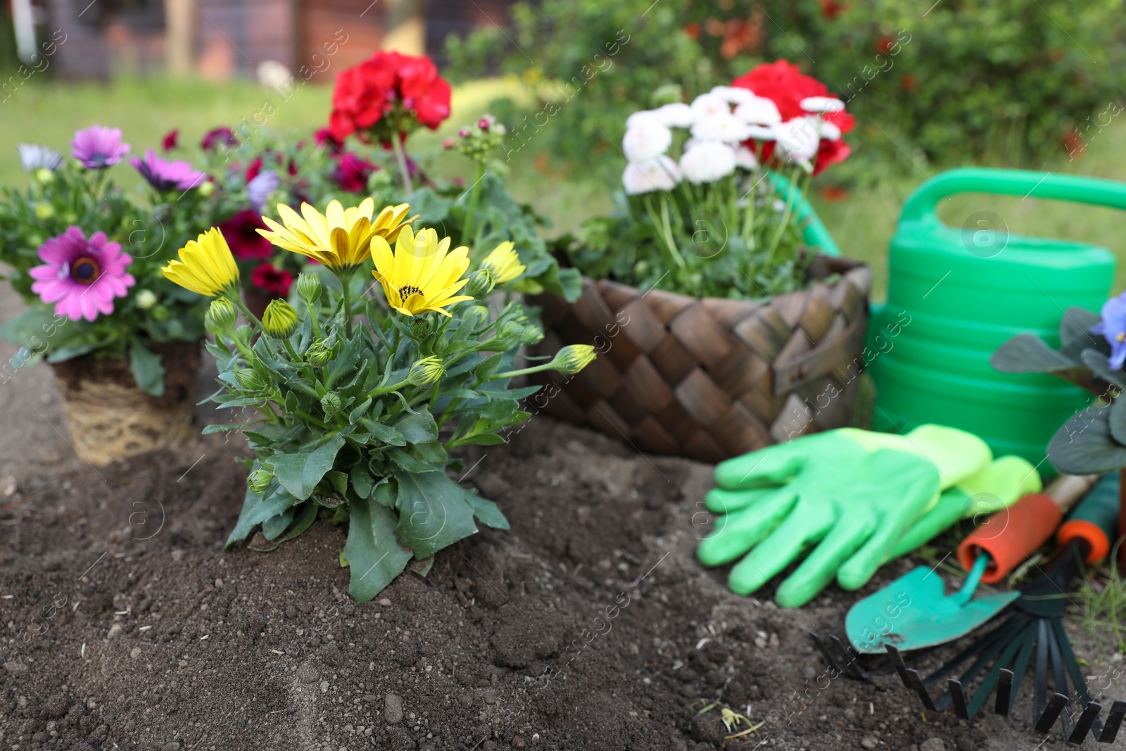 Photo of Beautiful blooming flowers, watering can, gloves and gardening tools on soil outdoors