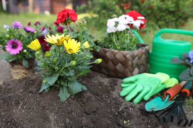Photo of Beautiful blooming flowers, watering can, gloves and gardening tools on soil outdoors