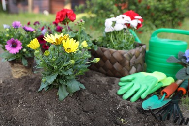 Beautiful blooming flowers, watering can, gloves and gardening tools on soil outdoors