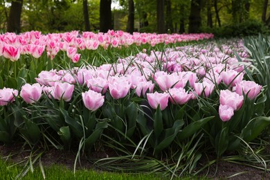 Many beautiful tulip flowers growing in park. Spring season