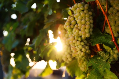 Fresh ripe juicy grapes growing in vineyard