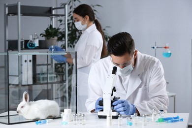 Scientists working in chemical laboratory. Animal testing