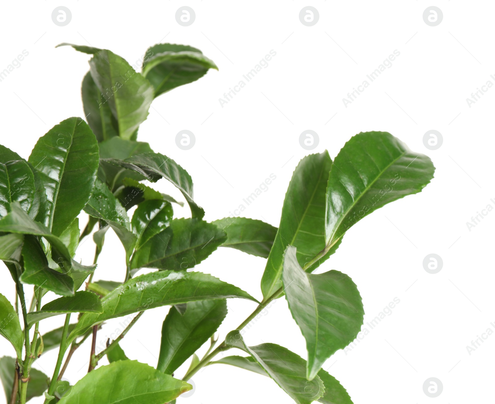 Photo of Green leaves of tea plant on white background