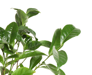 Green leaves of tea plant on white background