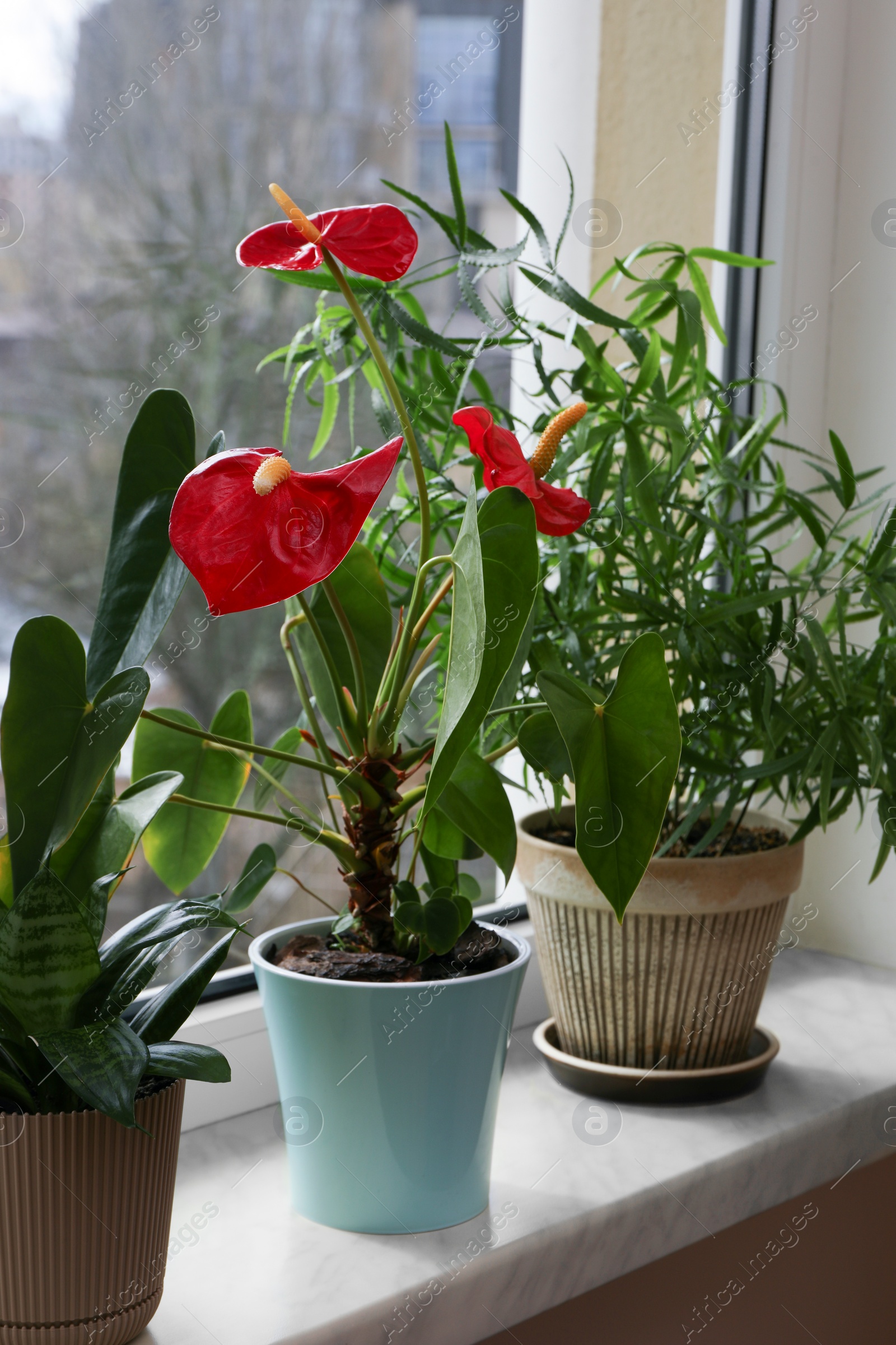 Photo of Beautiful houseplants in pots on windowsill indoors