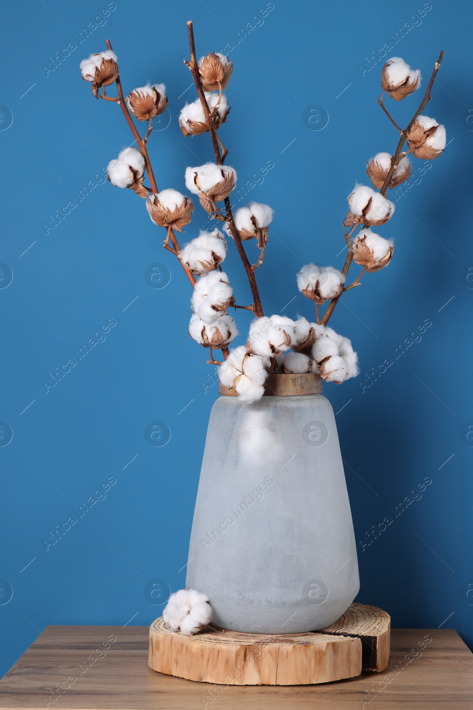 Photo of Cotton branches with fluffy flowers in vase on wooden table against light blue background