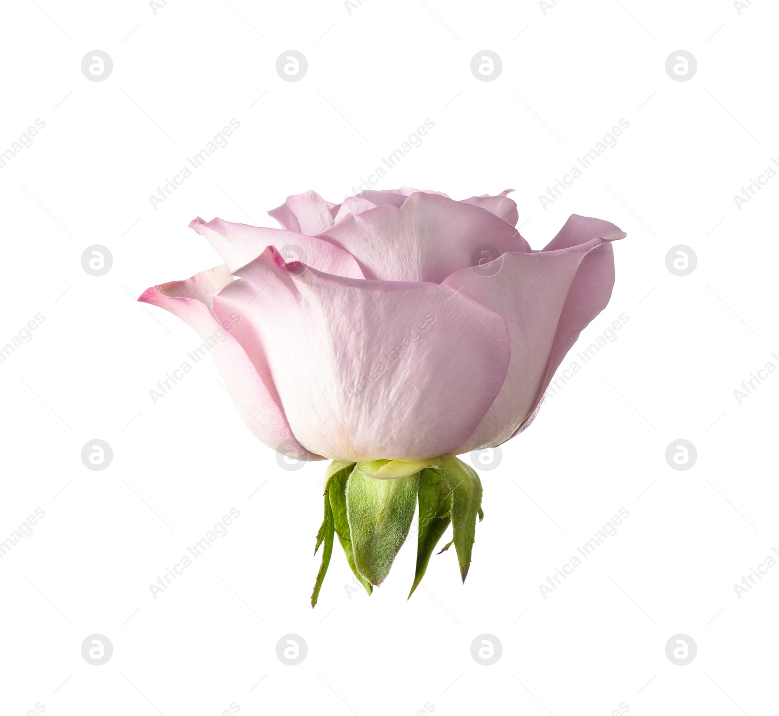 Photo of Beautiful blooming rose flower on white background