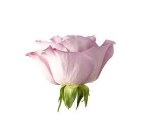 Beautiful blooming rose flower on white background