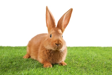 Photo of Cute bunny on green grass against white background. Easter symbol