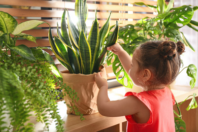 Little girl playing with houseplant at home