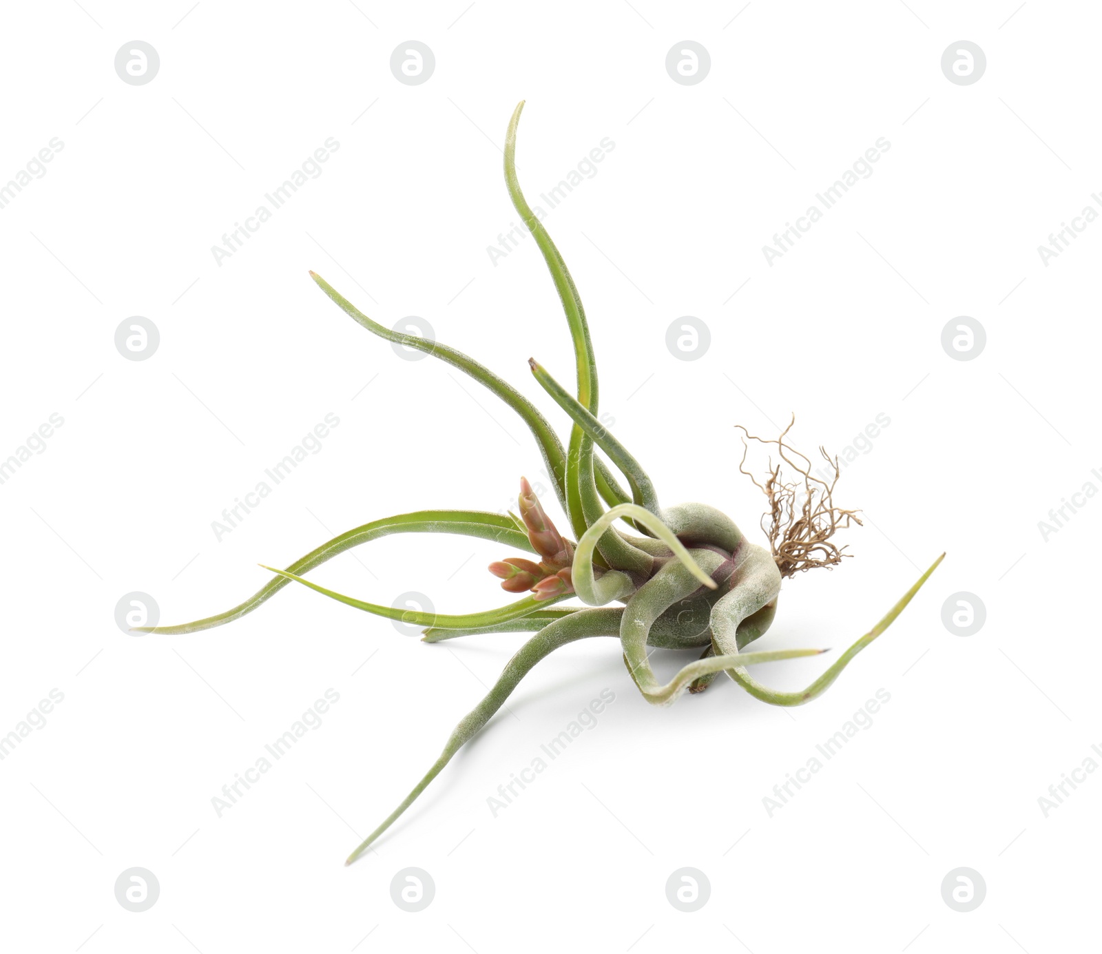 Photo of Beautiful tillandsia isolated on white. Exotic houseplant