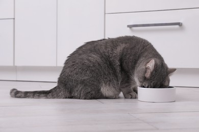 Photo of Cute Scottish straight cat eating pet food from feeding bowl at home
