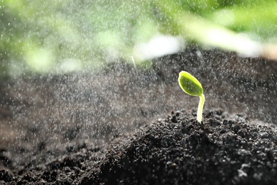 Photo of Sprinkling water on little green seedling in soil, closeup. Space for text