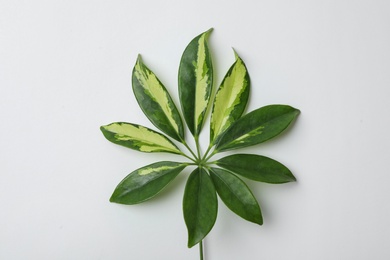 Photo of Leaf of tropical schefflera plant on white background, top view