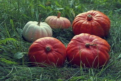 Many ripe pumpkins among green grass outdoors