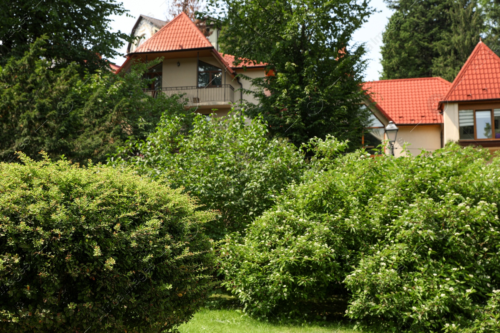 Photo of Beautiful green plants growing in garden. Landscape design