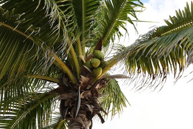 Photo of Beautiful palm tree with unripe mangoes and green leaves under clear sky, low angle view