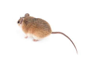 Photo of Small cute spiny mouse on white background