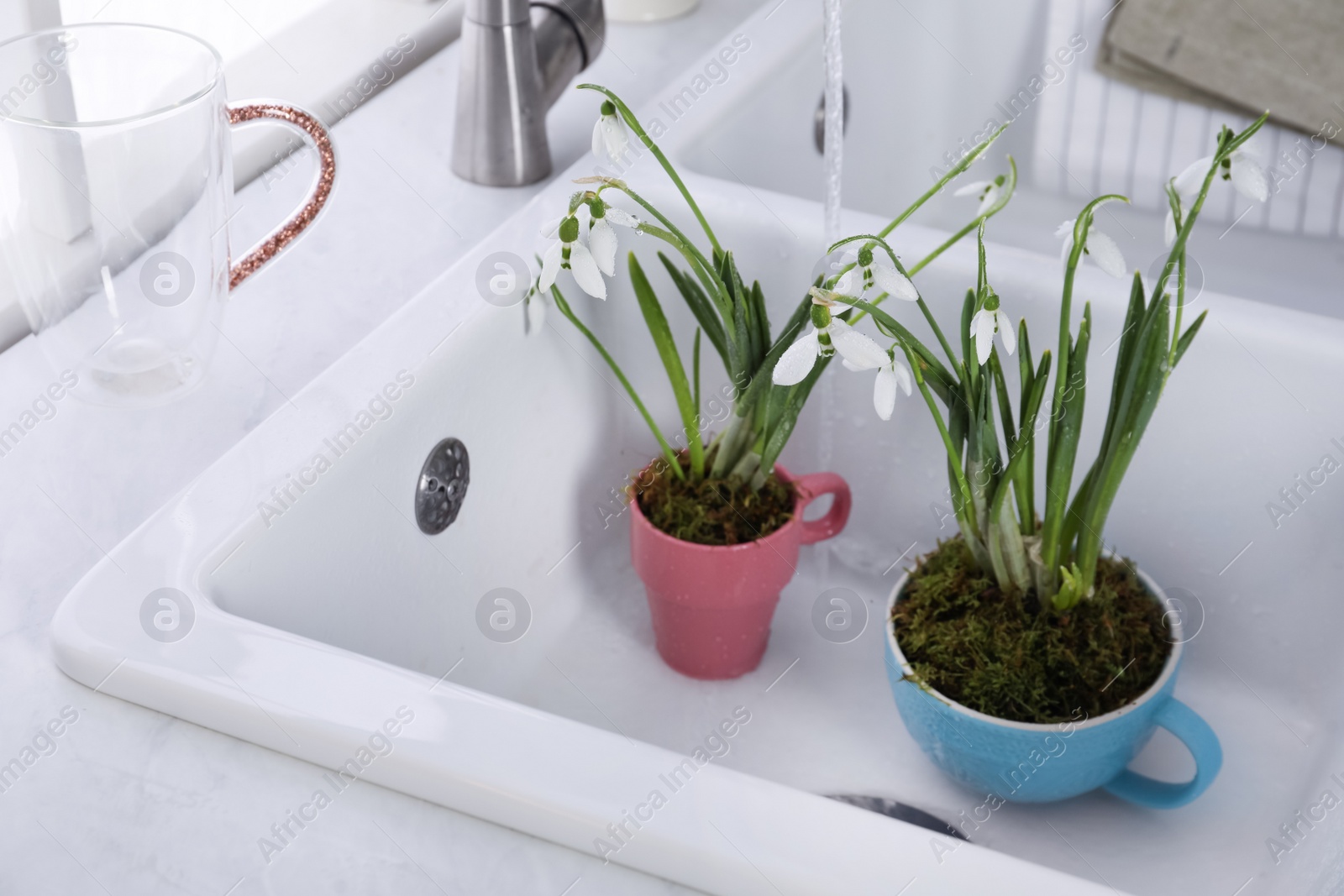 Photo of Beautiful potted snowdrops in sink. Space for text