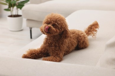 Photo of Cute Maltipoo dog resting on comfortable sofa at home. Lovely pet