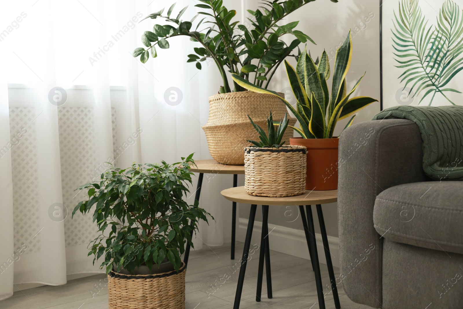 Photo of Stylish living room interior with beautiful houseplants and grey armchair