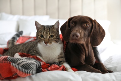 Photo of Adorable cat and dog together on plaid indoors