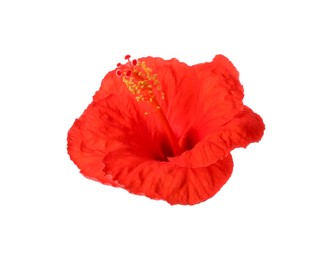 Photo of Beautiful red hibiscus flower isolated on white