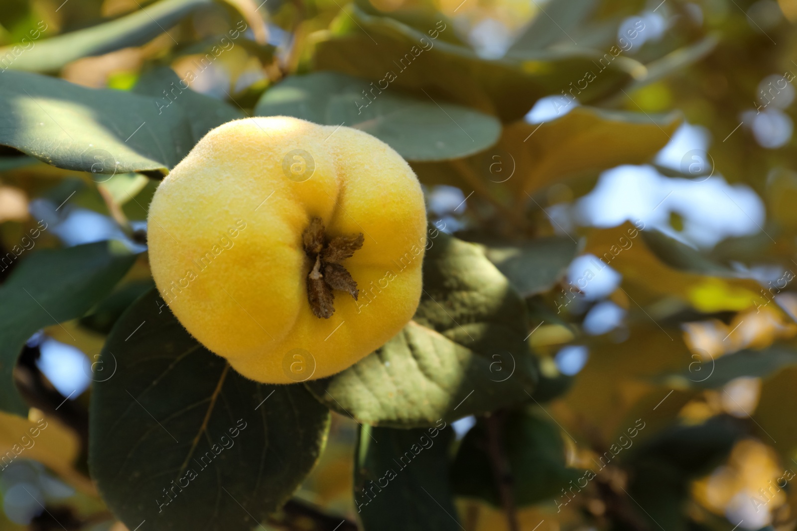 Photo of Quince tree branch with fruit outdoors, closeup. Space for text