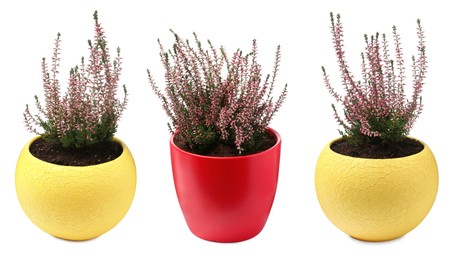 Image of Heathers with beautiful flowers in pots on white background, collage