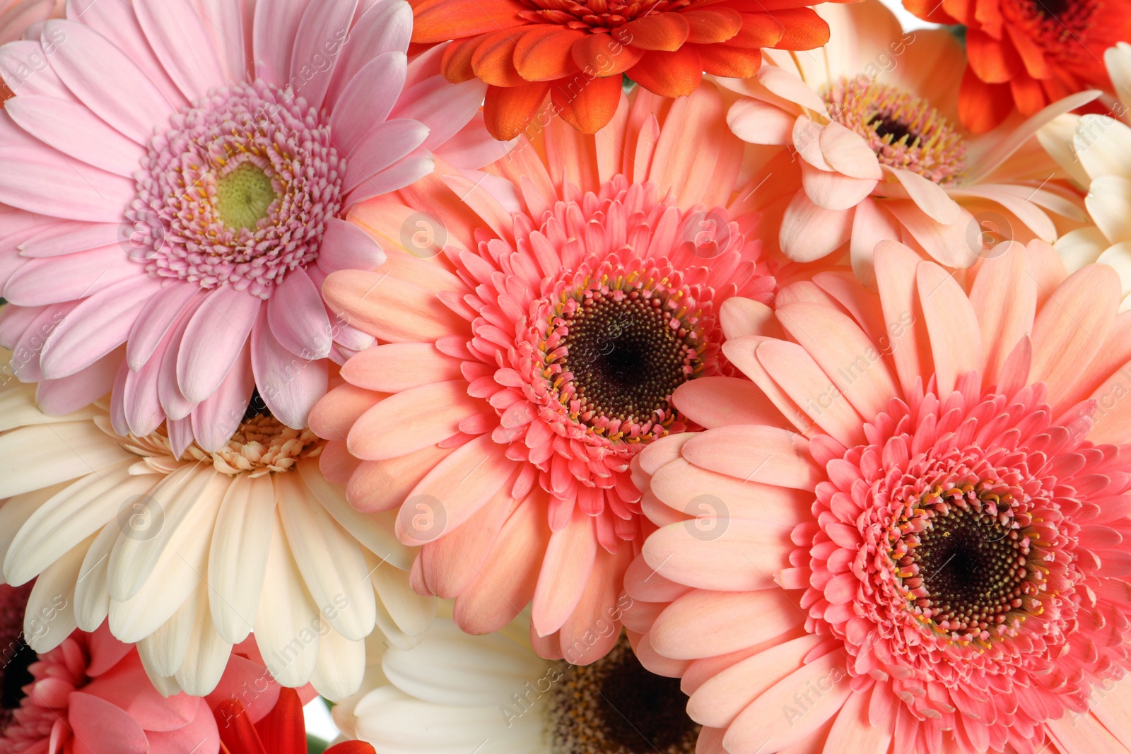 Photo of Beautiful colorful gerbera flowers as background, closeup