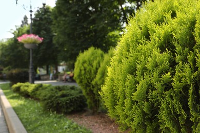 Photo of Beautiful thuja growing outdoors, space for text. Gardening and landscaping