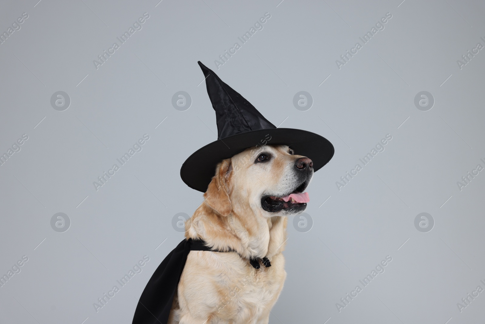 Photo of Cute Labrador Retriever dog in black cloak and hat on light grey background. Halloween celebration