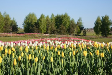 Photo of Beautiful colorful tulip flowers growing in field on sunny day