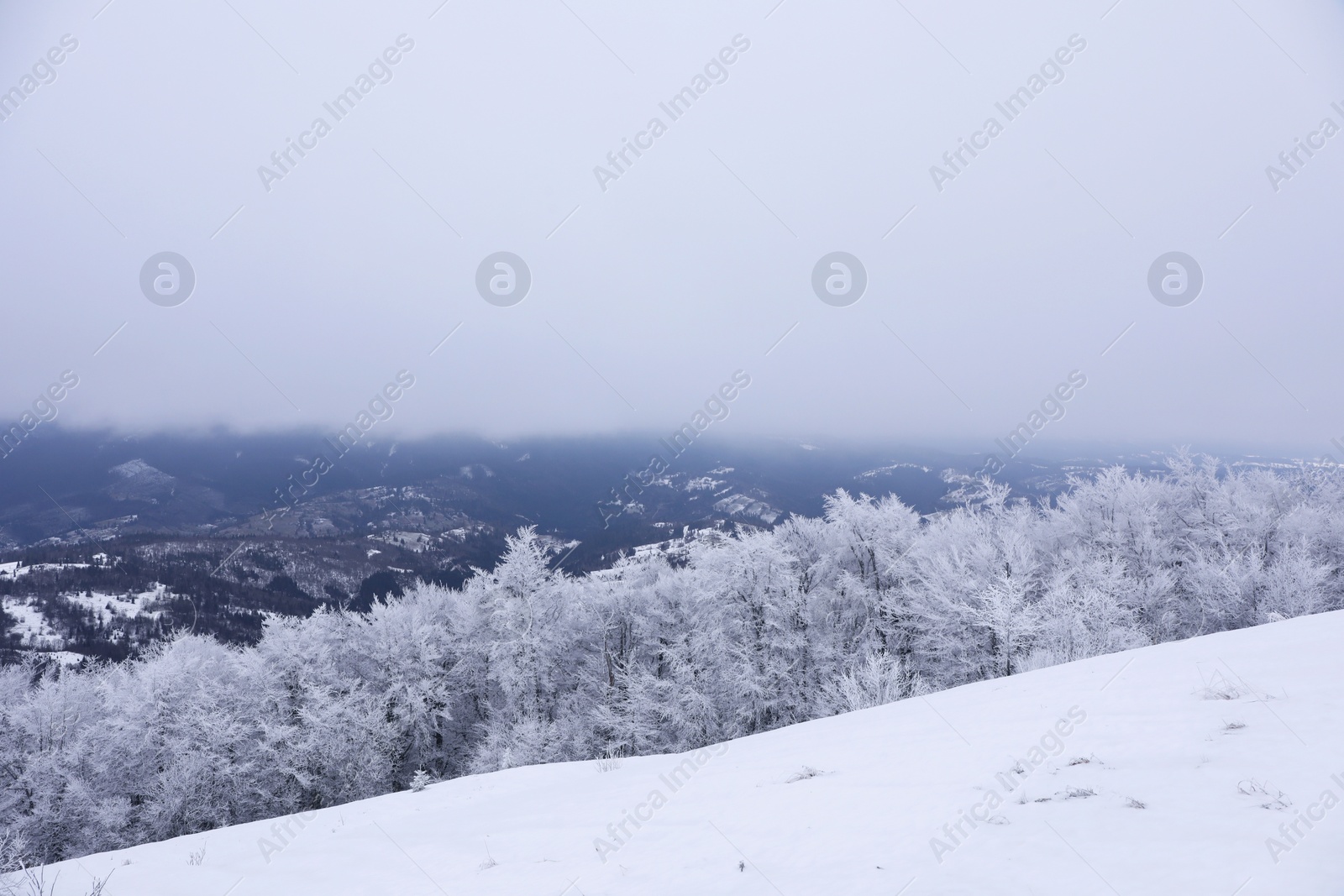 Photo of Beautiful view of trees covered with hoarfrost in snowy mountains on winter day