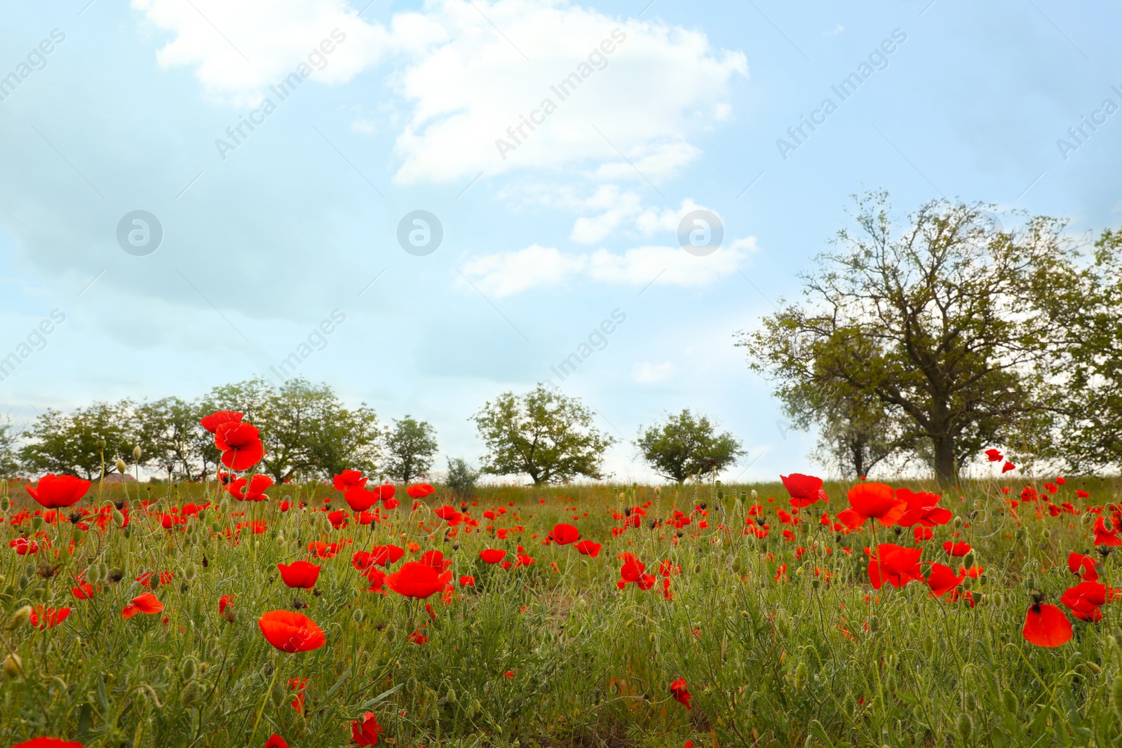 Photo of Beautiful red poppy flowers growing in field