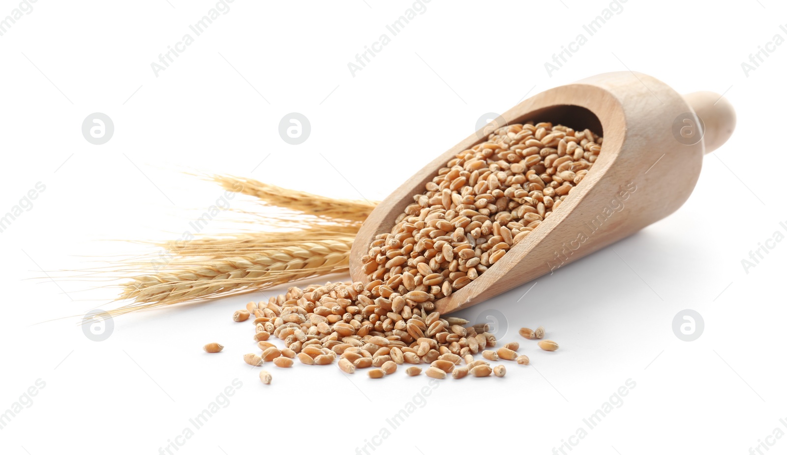 Photo of Scoop with wheat grains and spikelets on white background