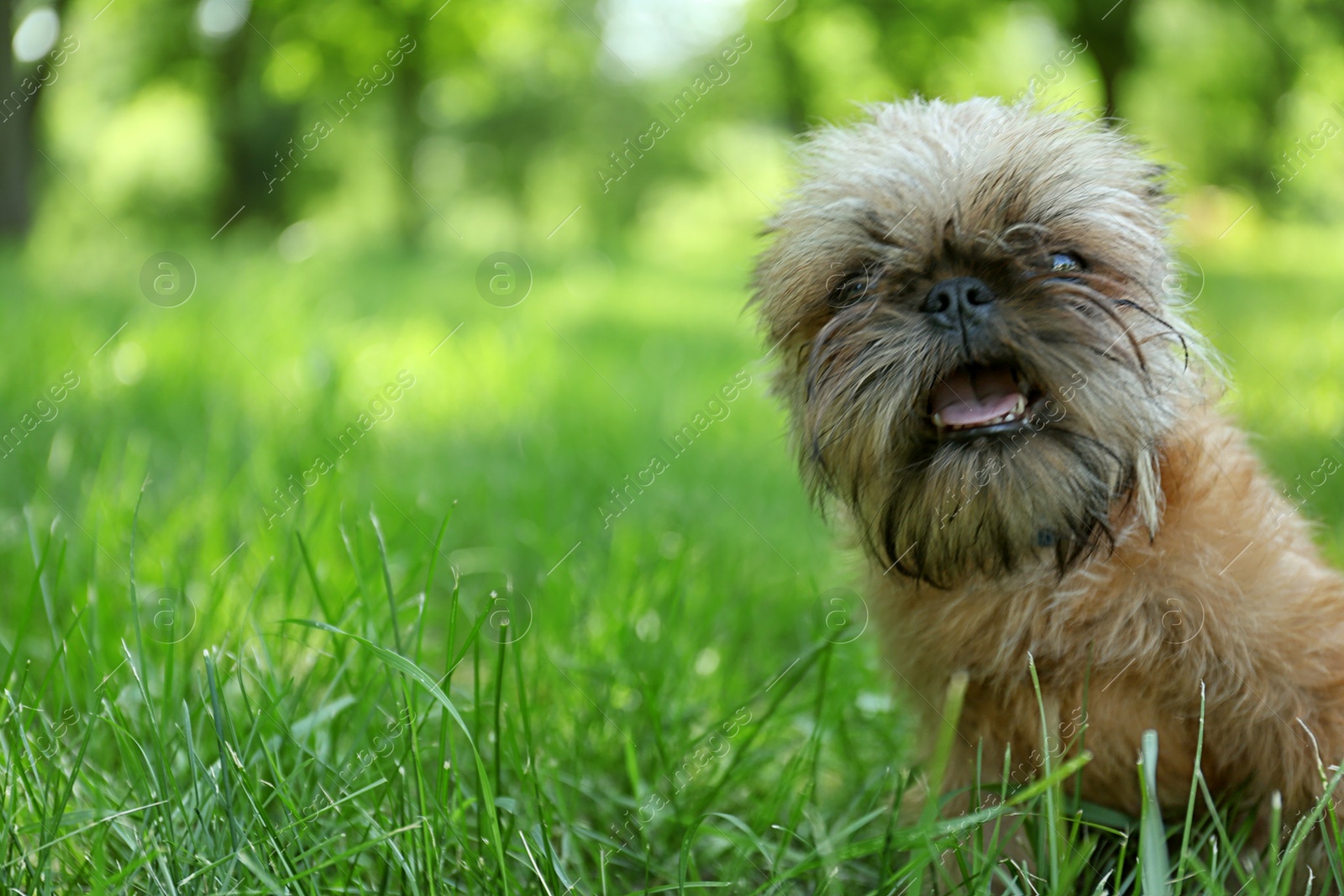 Photo of Cute fluffy dog on green grass in park. Space for text